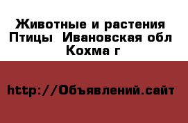 Животные и растения Птицы. Ивановская обл.,Кохма г.